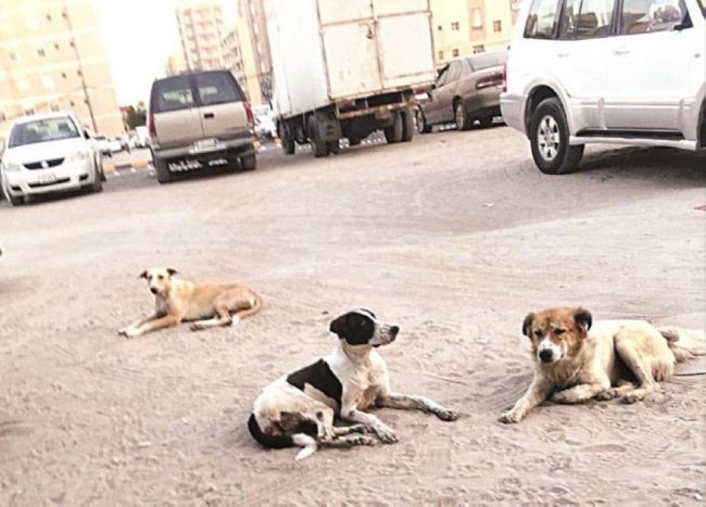«الزراعة»: حملة للسيطرة على انتشار الكلاب الضالة بالطرق الرحيمة
