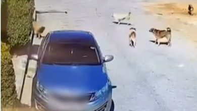 عاجل صاحب المنزل يكشف تفاصيل فيديو هجوم الكلاب على سيدة...