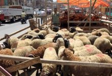 وزارة التموين تطرح اللحوم الحية والمجمدة في 1060 شادرًا استعدادًا لعيد الأضحى