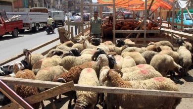 وزارة التموين تطرح اللحوم الحية والمجمدة في 1060 شادرًا استعدادًا لعيد الأضحى