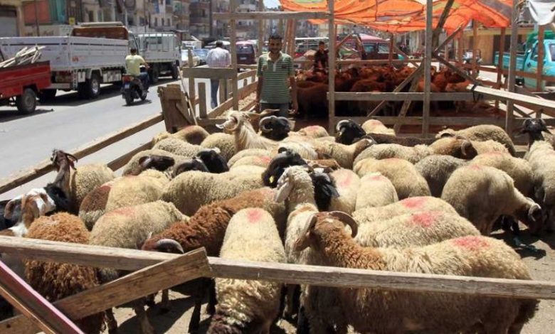 وزارة التموين تطرح اللحوم الحية والمجمدة في 1060 شادرًا استعدادًا لعيد الأضحى
