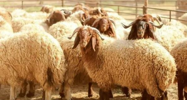 التموين: طرح الخراف الحية بالمجمعات الاستهلاكية بدءا من 20 مايو استعدادا لعيد الأضحى