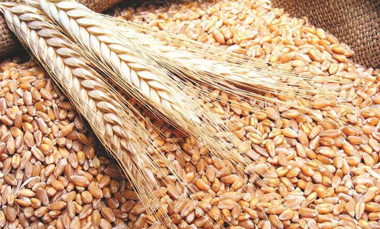 جهاز مستقبل مصر: نستهدف تحقيق الاكتفاء الذاتي من القمح بنهاية 2027