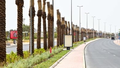 ... عودة النخيل