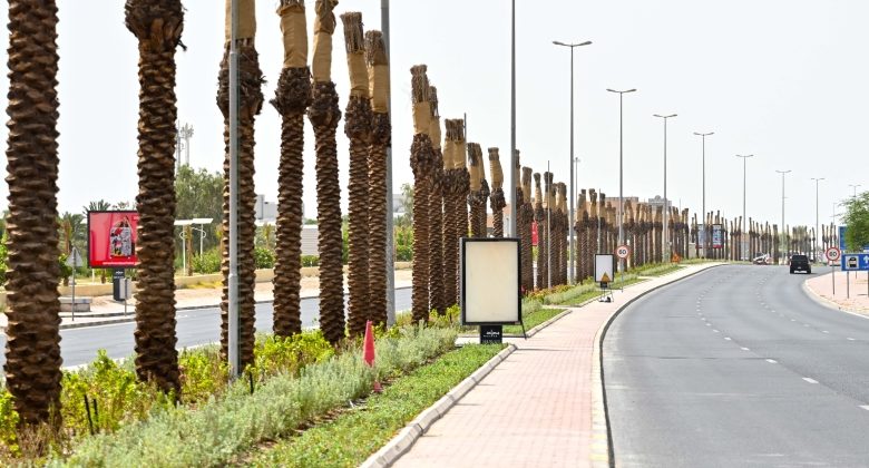 ... عودة النخيل