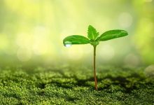 ماذا يحدث لجسمك عند شرب ورق السدر قبل النوم؟...