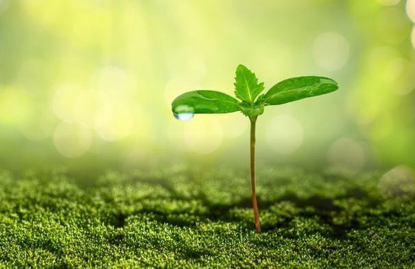 ماذا يحدث لجسمك عند شرب ورق السدر قبل النوم؟...