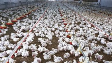 نائب رئيس اتحاد منتجي الدواجن يجدد تصريحه: ثلث الثروة الداجنة نفقت لأمراض وبائية