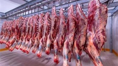 نقيب الجزارين يوجه نصيحة قبل شراء أضحية العيد: الكيلو بـ 390 جنيها والضأن بـ220