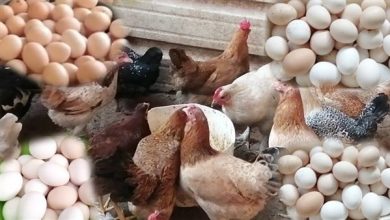 وزير الزراعة عن أنباء نفوق 30% من الثروة الداجنة: شكلنا لجنة لتقصي الحقائق