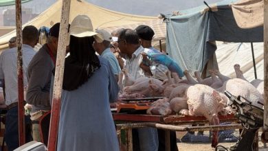بعد قرار إلغاء عيد الأضحى… إقبال كثيف على « بيبي » بسوق أولاد موسى وارتفاع في الأسعار بـ30 درهماً للكيلوغرام