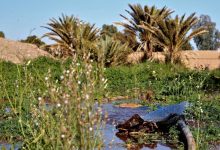 توقعات طقس اليوم السبت بالمغرب