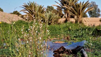 توقعات طقس اليوم السبت بالمغرب
