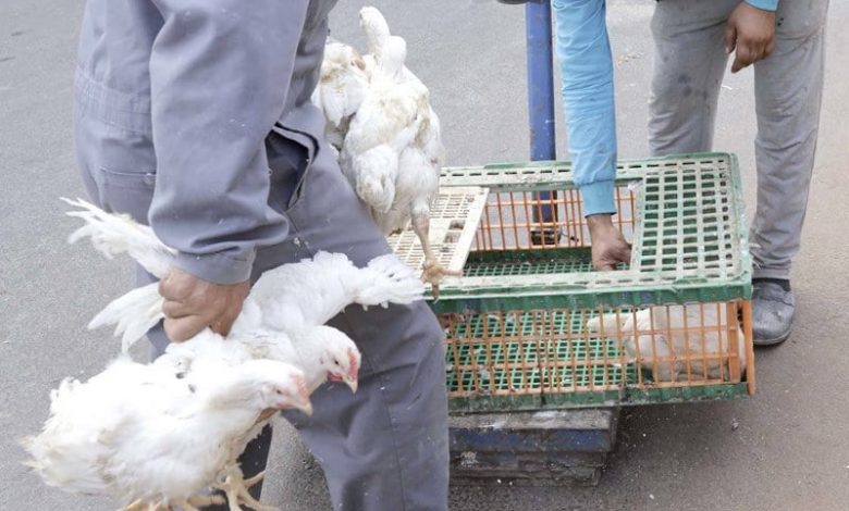 عودة الدواجن البرازيلية إلى الأسواق المغربية بعد زوال المخاطر الصحية