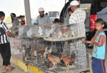 أسواق الطيور بجازان.. تجربة سياحية لعشاق الجمال