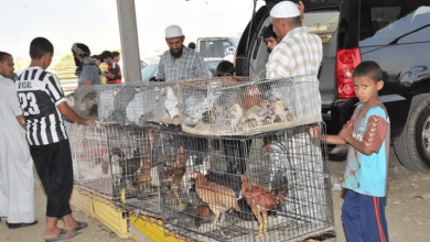أسواق الطيور بجازان.. تجربة سياحية لعشاق الجمال