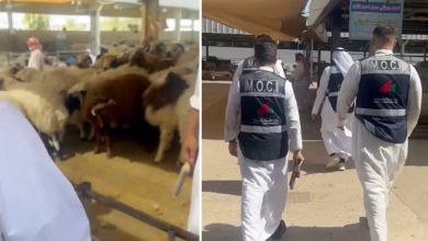 «التجارة» تواصل حملاتها التفتيشية على أسواق المواشي