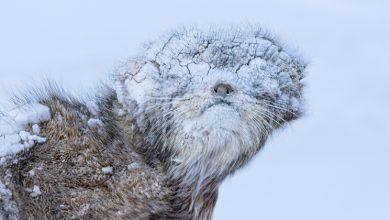 الكويتي محمد مراد يفوز بالمركز الأول في مسابقة «بيغ بيكتشر» بكاليفورنيا