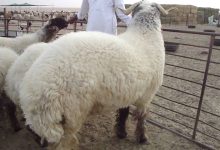 بمناسبة العيد والأضاحي.. 9 فوائد مذهلة لـ "لية الخروف"