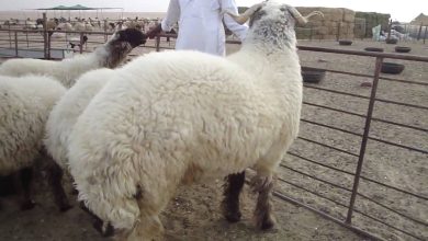 بمناسبة العيد والأضاحي.. 9 فوائد مذهلة لـ "لية الخروف"