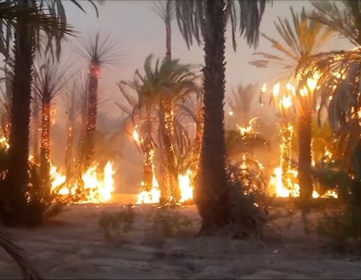 حريق بواحة « أفرا » يأتي على أكثر من 3 هكتارات من أشجار النخيل في إقليم طاطا