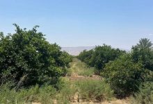 زراعة الأغوار الشمالية تدعو المزارعين للتحوط من آثار...