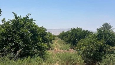 زراعة الأغوار الشمالية تدعو المزارعين للتحوط من آثار...