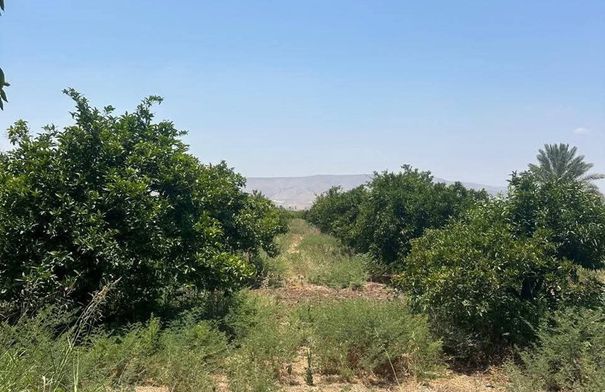 زراعة الأغوار الشمالية تدعو المزارعين للتحوط من آثار...