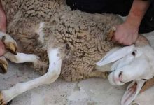 كل ما تحتاج معرفته عن ذبح الأضحية في عيد الأضحى