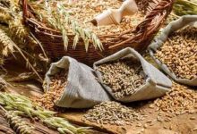 توقعات بتراجع واردات مصر من القمح 20% بعد فرض قيود على تصدير الدقيق