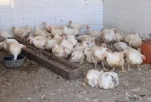الدواجن .. الحر وزيادة الطلب