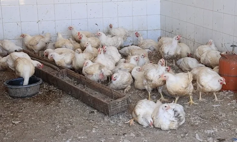 الدواجن .. الحر وزيادة الطلب