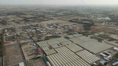 «الراي» تنشر أبرز اشتراطات لائحة البناء في المناطق الزراعية ومناطق الثروة الحيوانية