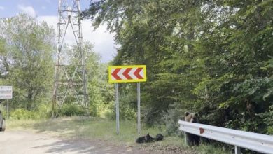 دب يفترس سائحا في رومانيا خلال رحلة سياحية والضحية يسجل المشهد كاملا قبل وفاته