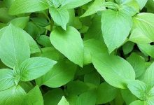 ذكر في القرآن الكريم ... نبات عطري يخفض الكوليسترول ويحسن الهضم ويقاوم السرطان