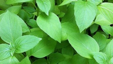 ذكر في القرآن الكريم ... نبات عطري يخفض الكوليسترول ويحسن الهضم ويقاوم السرطان