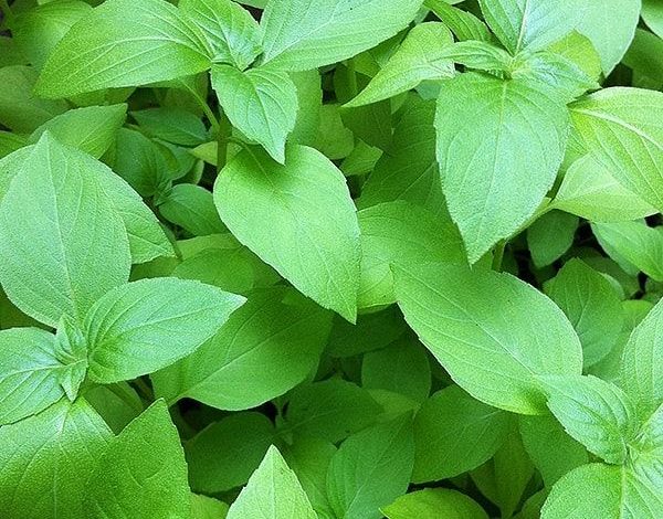 ذكر في القرآن الكريم ... نبات عطري يخفض الكوليسترول ويحسن الهضم ويقاوم السرطان