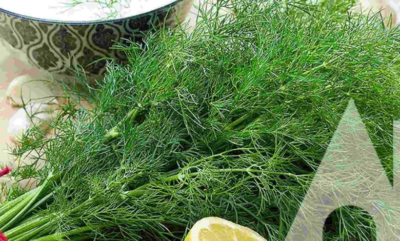فوائد الشبت للصحة والجمال واستخداماته العلاجية