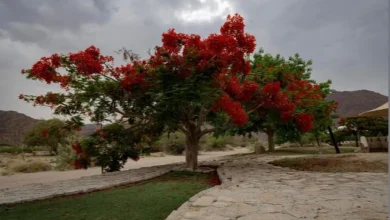 محافظة بدر الجنوب.. وجهه سياحية تنبض بالحياة والجمال وتفتح أبواب الاستثمار