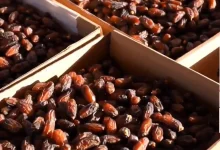 مسؤول: القصيم الأولى بقطاع النخيل بأكثر من 12 مليون نخلة