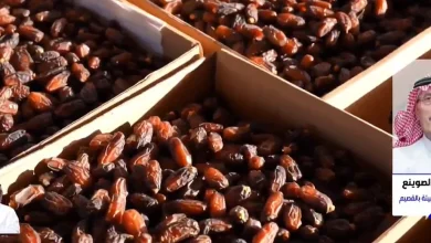 مسؤول: القصيم الأولى بقطاع النخيل بأكثر من 12 مليون نخلة