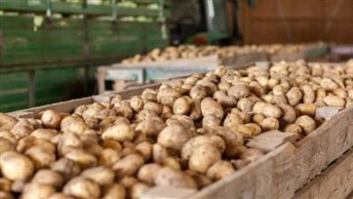 وزير الزراعة: ارتفاع إنتاجية البطاطس والطماطم 15% هذا العام