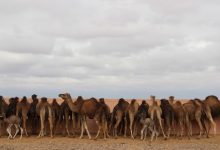 "كسابة" الصحراء يضعون حدا لجدل إحصاء وزارة الفلاحة الإبل بالأقاليم الجنوبية