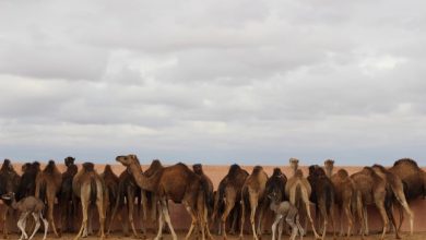 "كسابة" الصحراء يضعون حدا لجدل إحصاء وزارة الفلاحة الإبل بالأقاليم الجنوبية