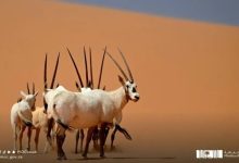الخطيب يشيد بالتحول السياحي في السعودية ويصفه بمصدر فخر عربي ونموذج عالمي