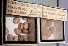المتحف المصري يعرض بذورا أثرية تكشف أسرار الزراعة في العصر الروماني
