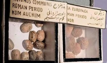 المتحف المصري يعرض بذورا أثرية تكشف أسرار الزراعة في العصر الروماني