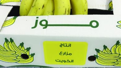الموز الكويتي الفاخر... في الأسواق
