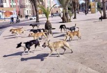 قانون جديد يعاقب كل شخص أطعم حيوانا ضالا بغرامة تصل إلى 3000 درهم