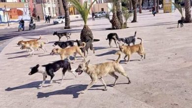 قانون جديد يعاقب كل شخص أطعم حيوانا ضالا بغرامة تصل إلى 3000 درهم